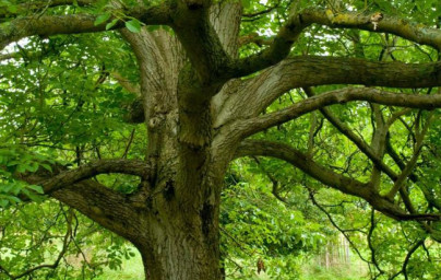 Orech čierny (Juglans nigra) Orech čierny (Juglans nigra)